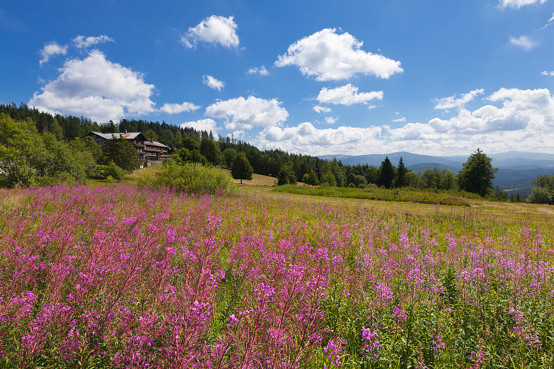 Weidenröschen (Epilobium), Brennessattel am Großen Arber, Bayrischer Wald, Bayern, Deutschland