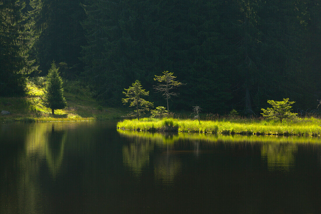 Floating vegetation mat, afloat isle at Kleiner Arbersee, Bavarian Forest, Bavaria, Germany