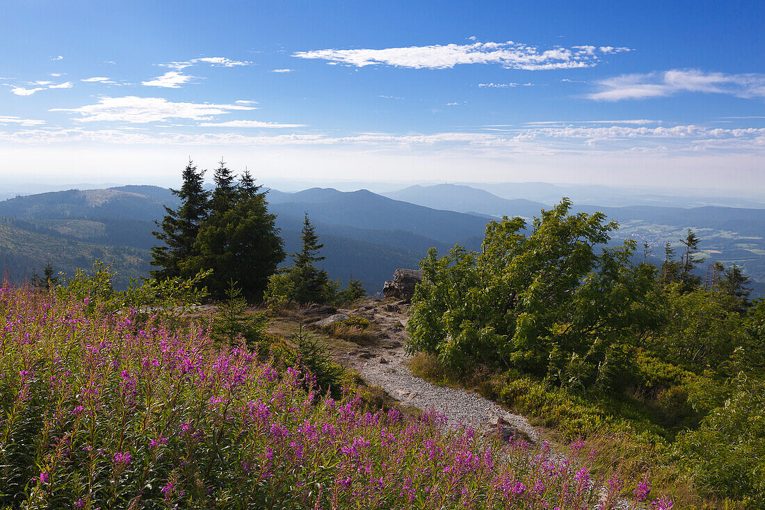 Weidenröschen (Epilobium), Blick vom Großen Arber über den Lamer Winkel, Bayrischer Wald, Bayern, Deutschland