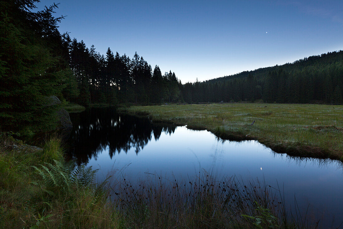 Floating vegetation mat, afloat isle at Kleiner Arbersee, Bavarian Forest, Bavaria, Germany