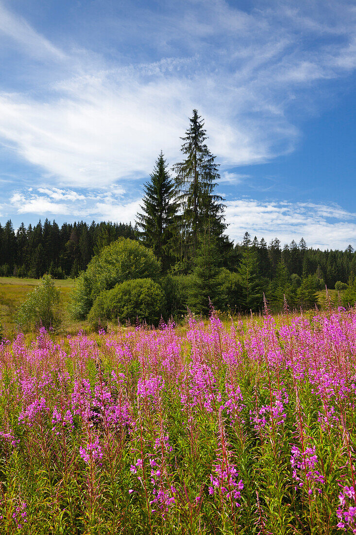 Willow herb (epilobium), near Neuschoenau, Bavarian Forest, Bavaria, Germany