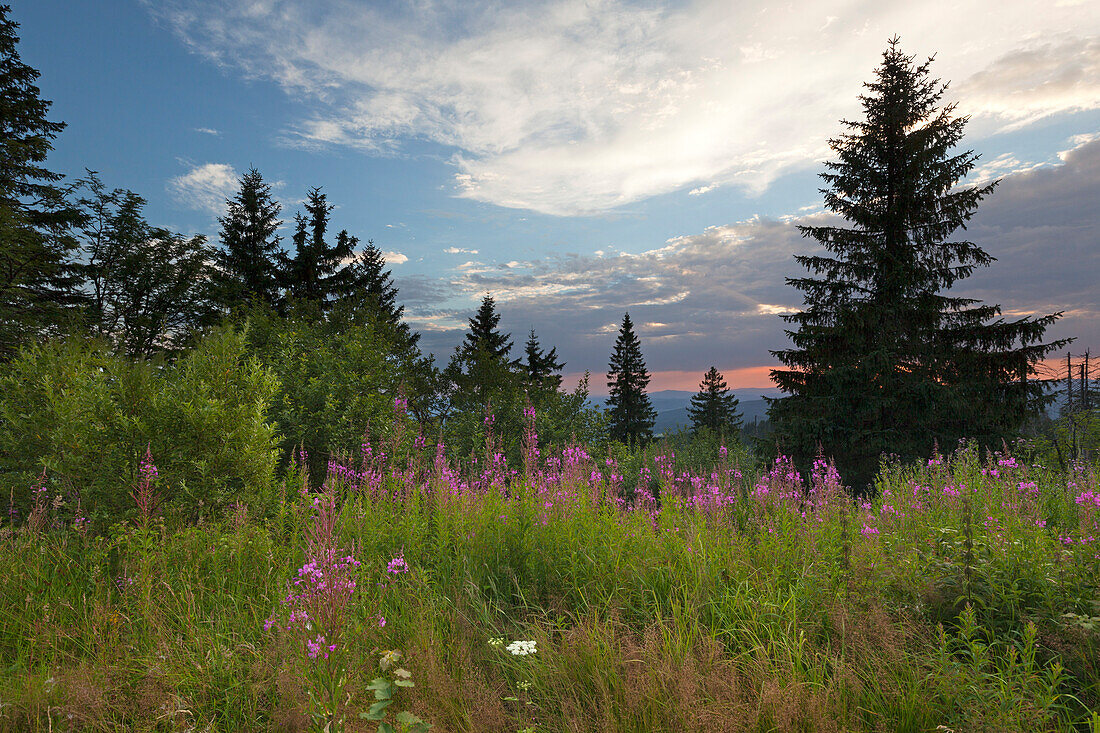 Willow herb (epilobium) at Dreisessel mountain, Bavarian Forest, Bavaria, Germany