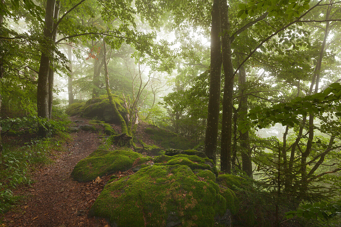 Nebel im Wald am Wanderweg zum Großen Falkenstein, Bayrischer Wald, Bayern, Deutschland