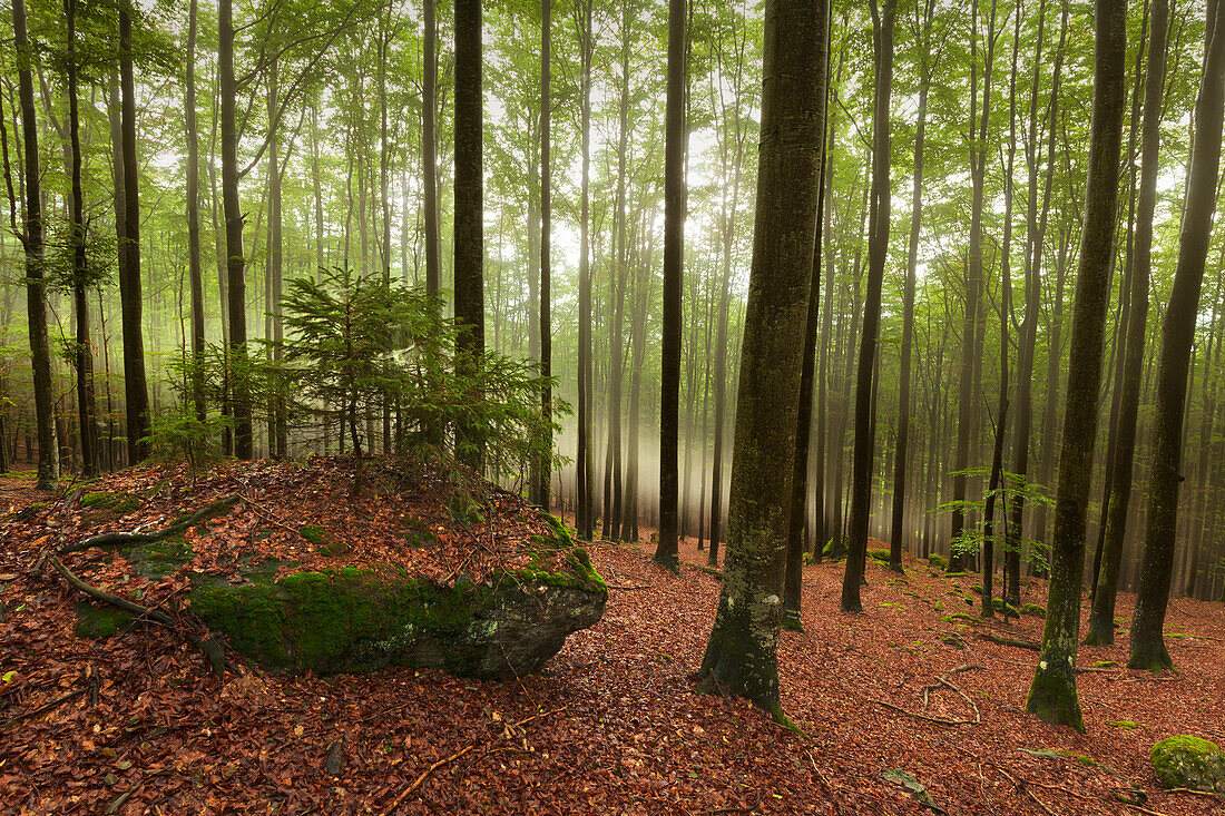 Nebel im Wald am Wanderweg zum Großen Falkenstein, Bayrischer Wald, Bayern, Deutschland