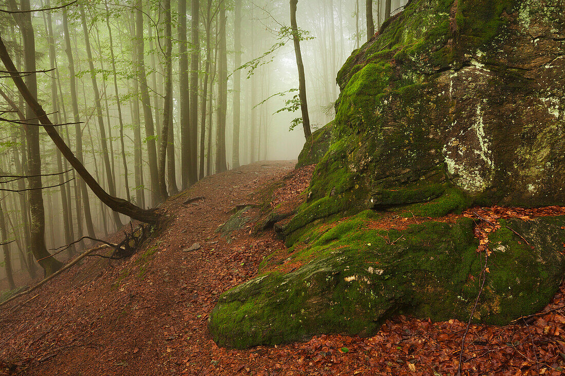 Forest in mist along the hiking path to Grosser Falkenstein, Bavarian Forest, Bavaria, Germany