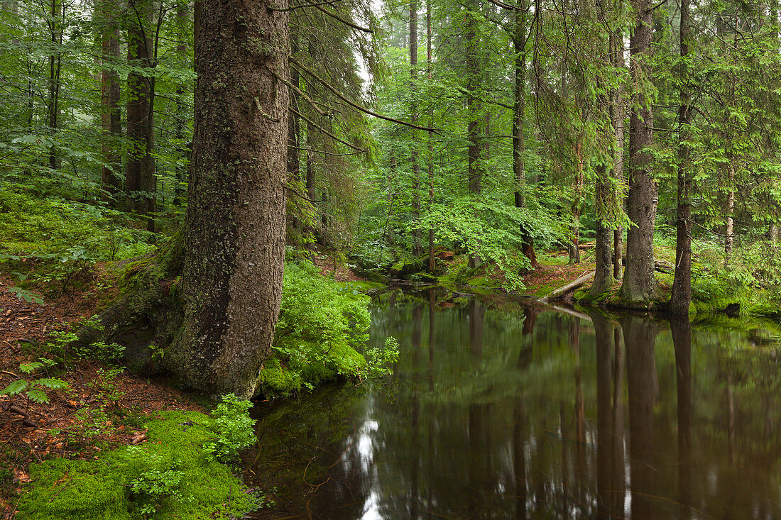 Pond at Hoellbachschwelle, hiking path to Grosser Falkenstein, Bavarian Forest, Bavaria, Germany