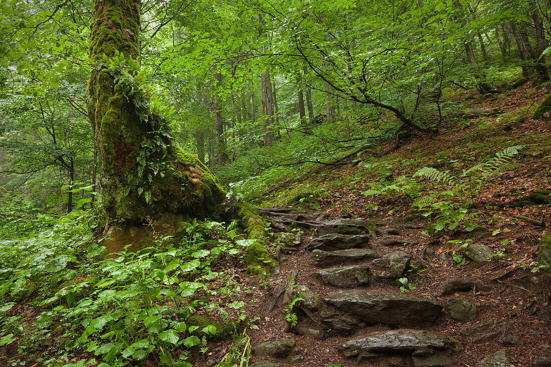 Hiking path to Grosser Falkenstein, Bavarian Forest, Bavaria, Germany