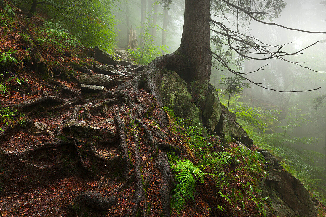 Roots of a spruce, hiking path to Grosser Falkenstein, Bavarian Forest, Bavaria, Germany