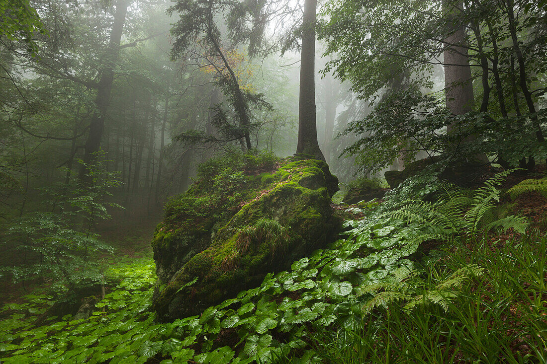 Forest in mist at the hiking path to Grosser Falkenstein, Bavarian Forest, Bavaria, Germany