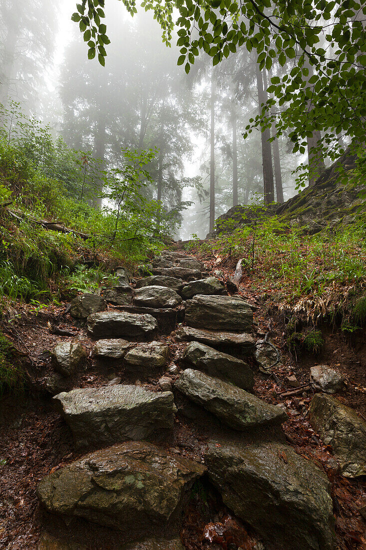 Forest in mist at the hiking path to Grosser Falkenstein, Bavarian Forest, Bavaria, Germany