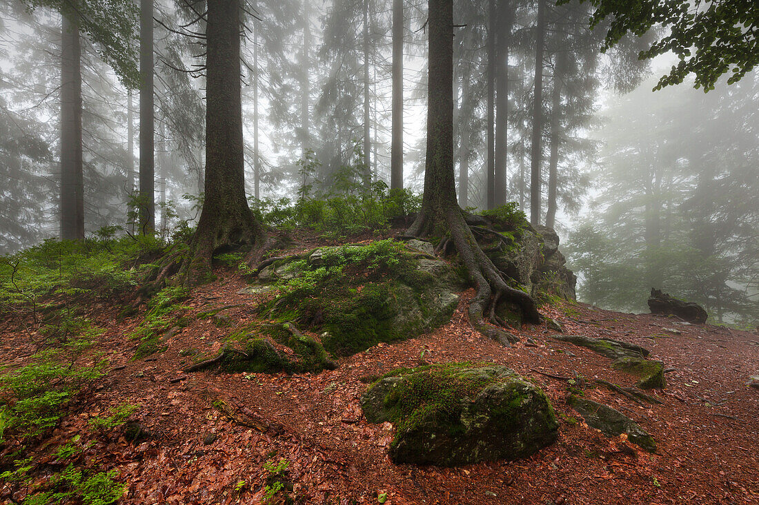 Nebel im Wald am Wanderweg zum Großen Falkenstein, Bayrischer Wald, Bayern, Deutschland