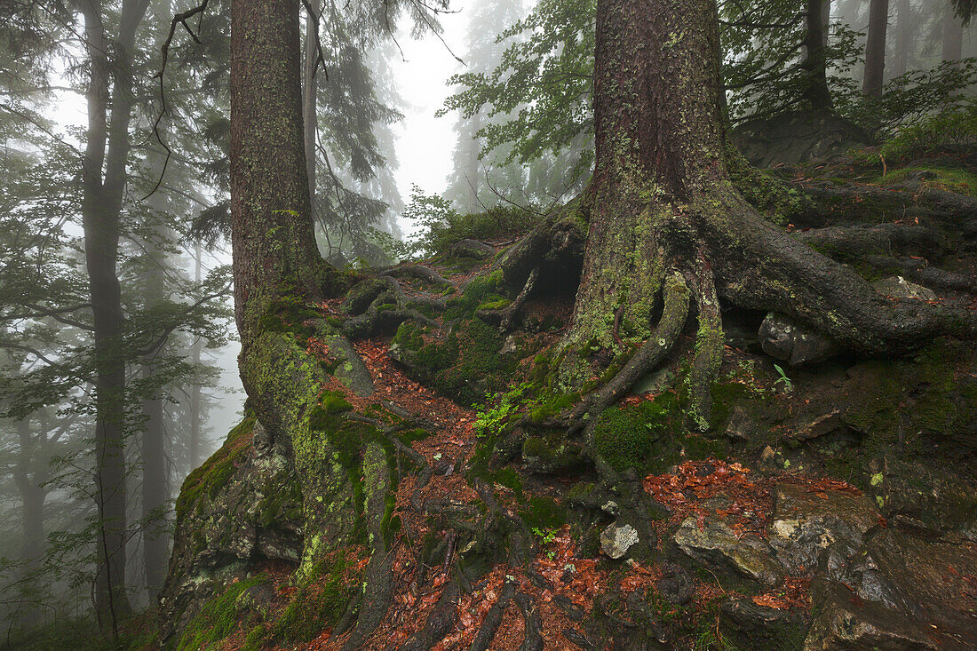 Roots of a spruce, hiking path to Großer Falkenstein, Bavarian Forest, Bavaria, Germany