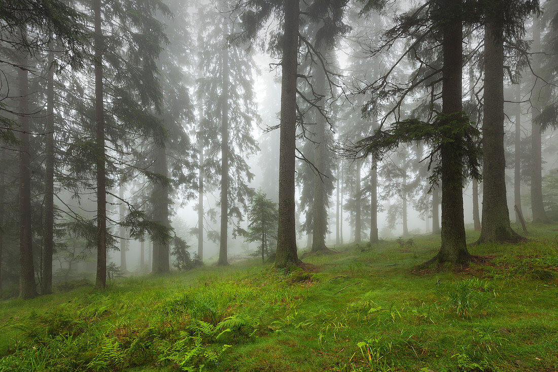 Nebel im Wald am Wanderweg zum Großen Falkenstein, Bayrischer Wald, Bayern, Deutschland