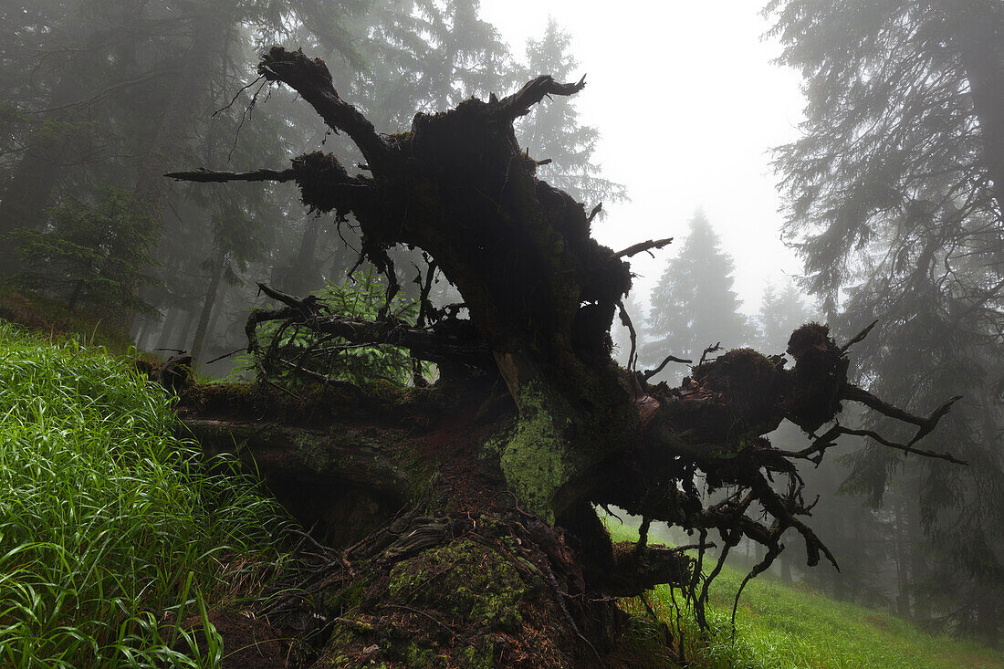 Wurzelwerk einer umgestürzten Fichte, Wanderweg zum Großen Falkenstein, Bayrischer Wald, Bayern, Deutschland