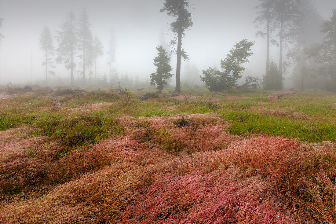 Common bent (agrostis capillaris) on the meadows of Ruckowitzschachten, forest in mist at the hiking path to Großer Falkenstein, Bavarian Forest, Bavaria, Germany