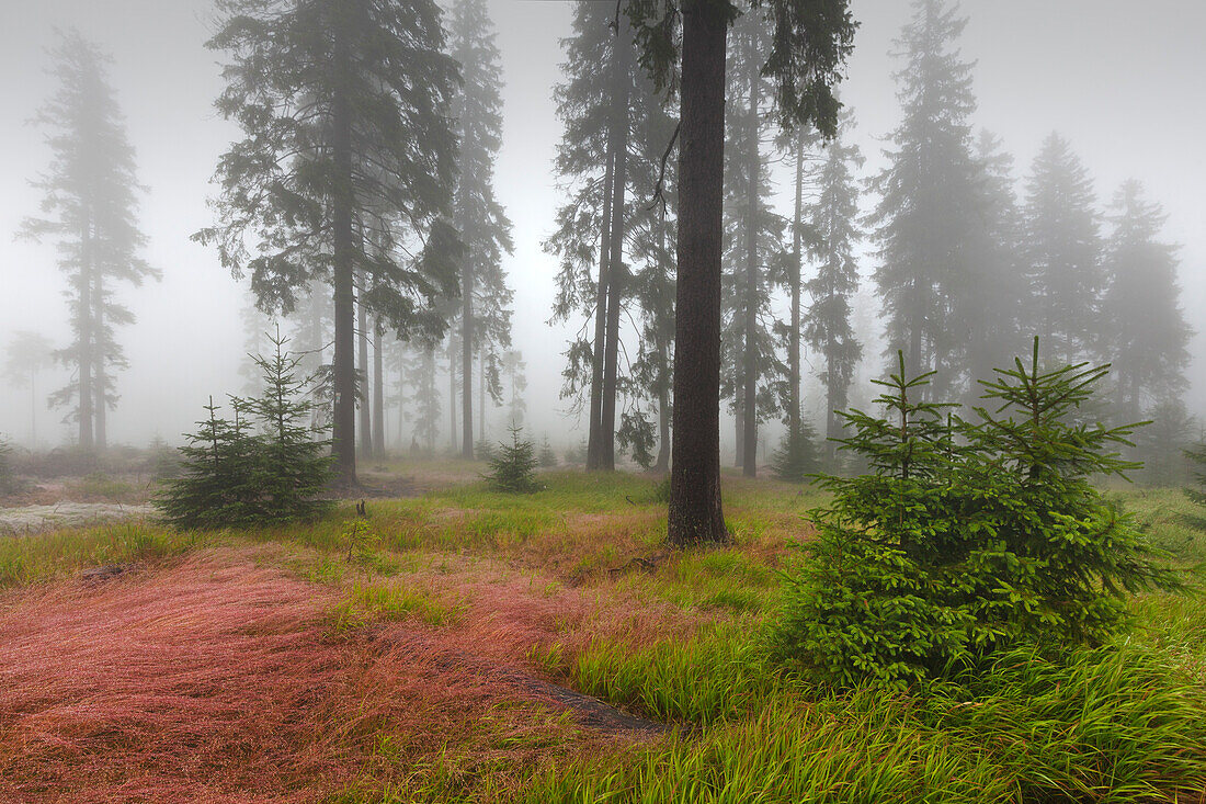 Rot-Straußgras (Agrostis capillaris) auf der Weidefläche des Ruckowitzschachtens, Nebel im Wald, Wanderweg zum Großen Falkenstein, Bayrischer Wald, Bayern, Deutschland