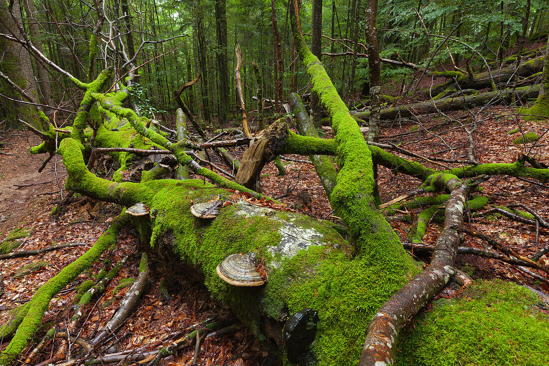 Moss and mushrooms at the roots of a fallen beech, Mittelsteighuette ancient forest, hiking path to Grosser Falkenstein, Bavarian Forest, Bavaria, Germany
