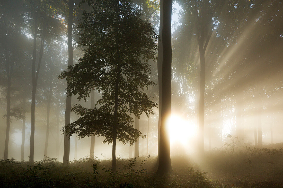 Morning mist in the woods at Laacher Kopf, near Maria Laach, Eifel, Rhineland-Palatinate, Germany