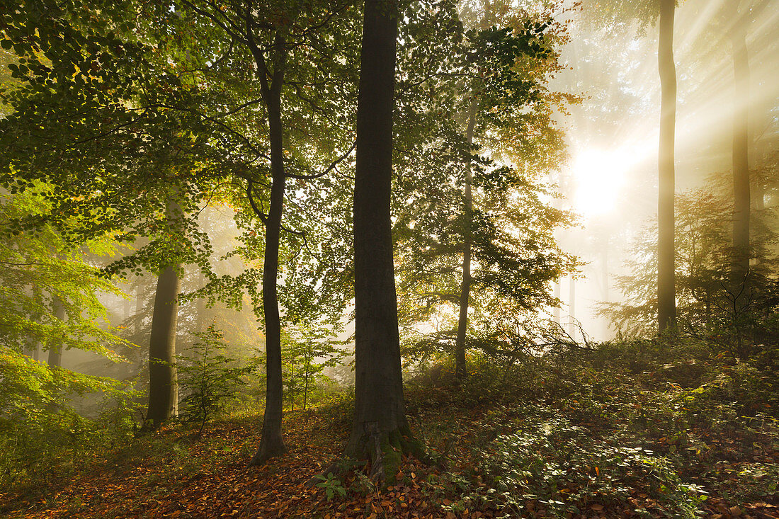 Nebel im Wald am Laacher Kopf, bei Maria Laach, Eifel, Rheinland-Pfalz, Deutschland