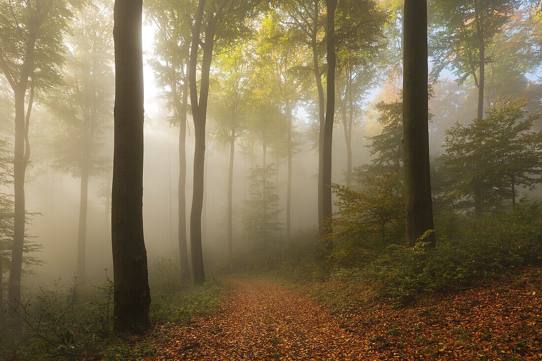 Morning mist in the woods at Laacher Kopf, near Maria Laach, Eifel, Rhineland-Palatinate, Germany