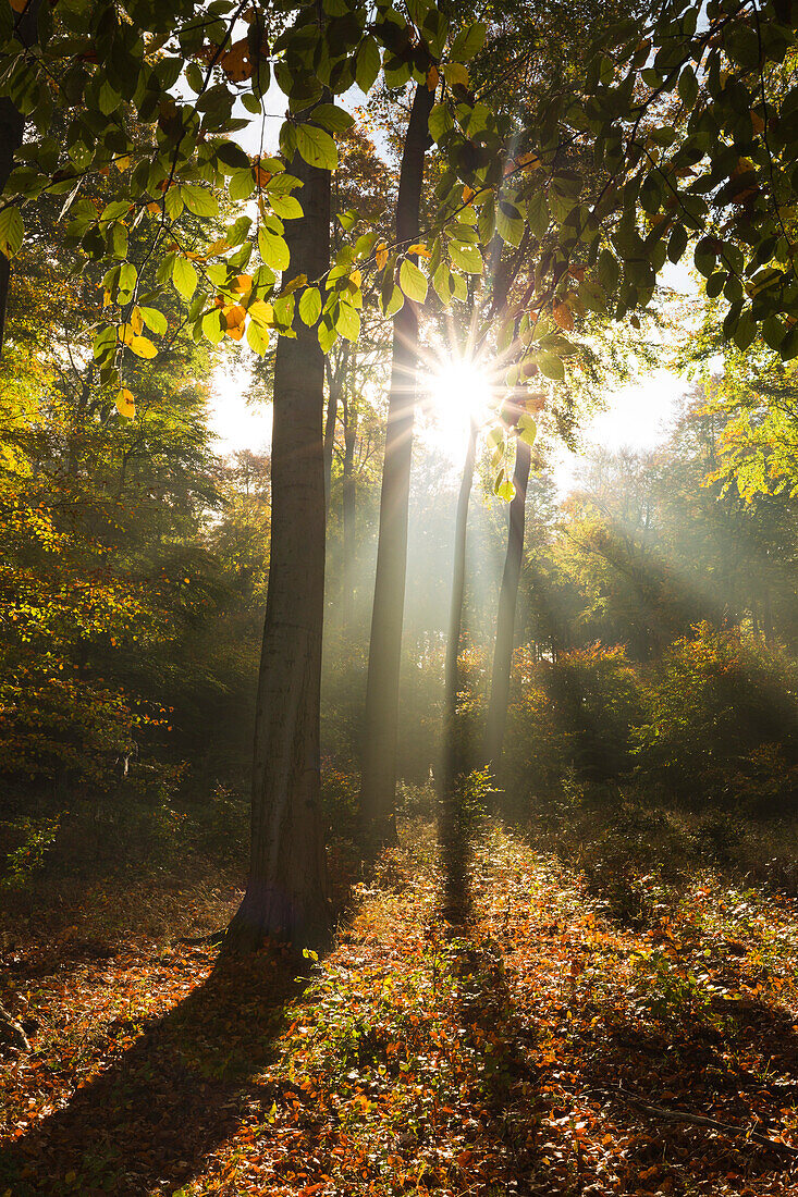 Morning mist in the woods at Laacher Kopf, near Maria Laach, Eifel, Rhineland-Palatinate, Germany