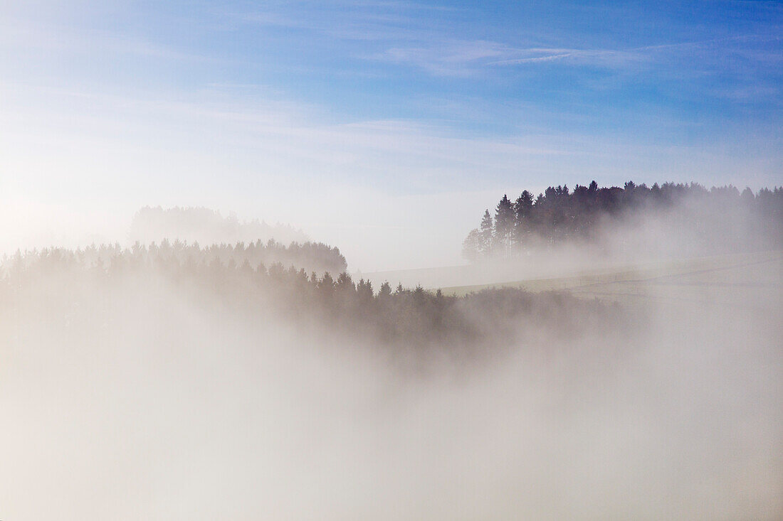 Morning mist, near Lind, Eifel, Rhineland-Palatinate, Germany