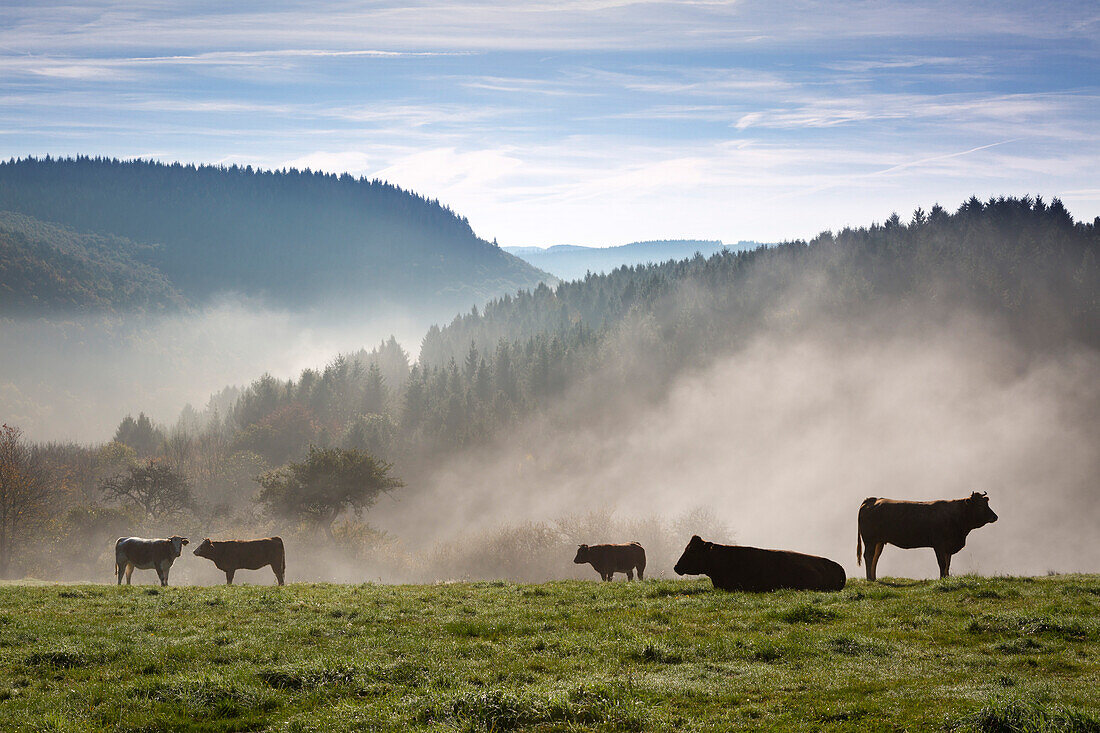 Kühe auf der Weide im Morgennebel, bei Lind, Eifel, Rheinland-Pfalz, Deutschland