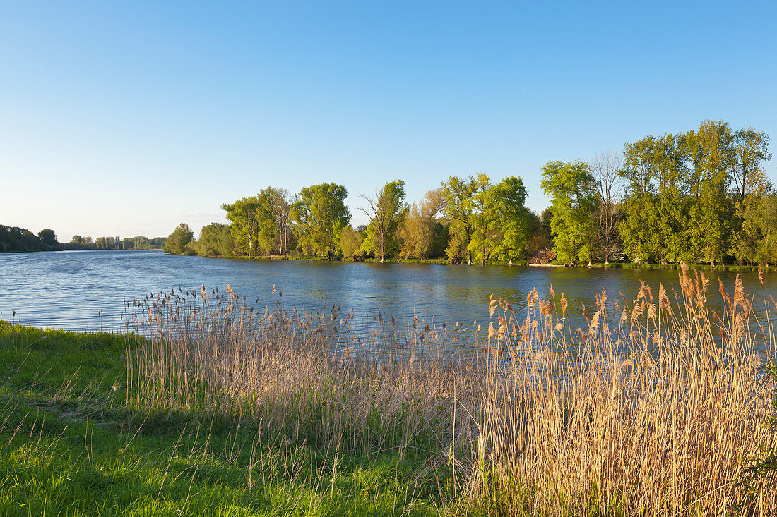 Birtener Altrhein, Altrheinarm bei Xanten, Niederrhein, Nordrhein-Westfalen, Deutschland