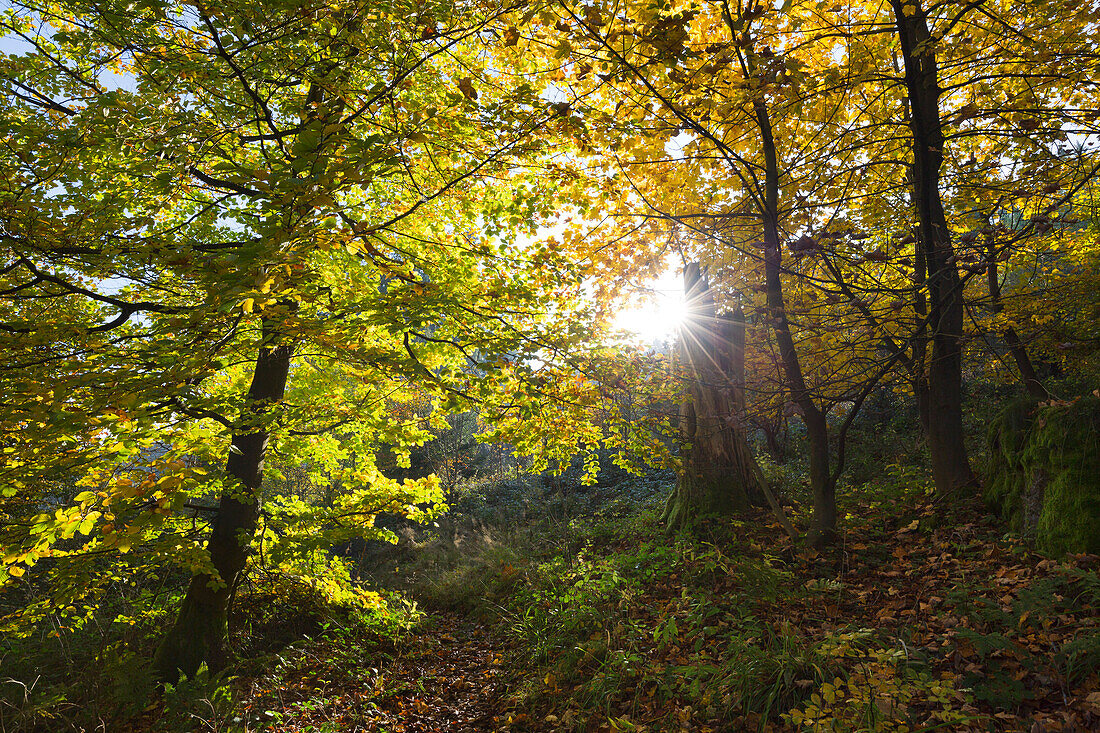 Forest in autumn, near Olsberg, Rothaarsteig hiking trail, Rothaar mountains, Sauerland, North Rhine-Westphalia, Germany
