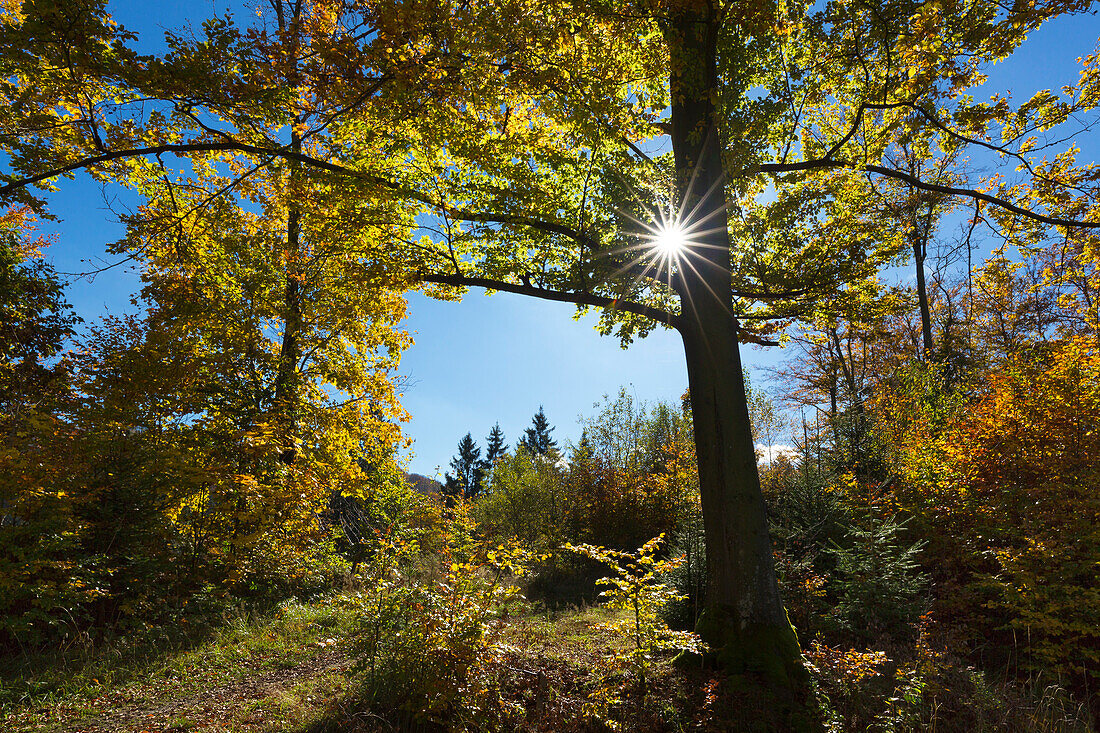 Herbstwald, bei Olsberg, Rothaarsteig, Rothaargebirge, Sauerland, Nordrhein-Westfalen, Deutschland