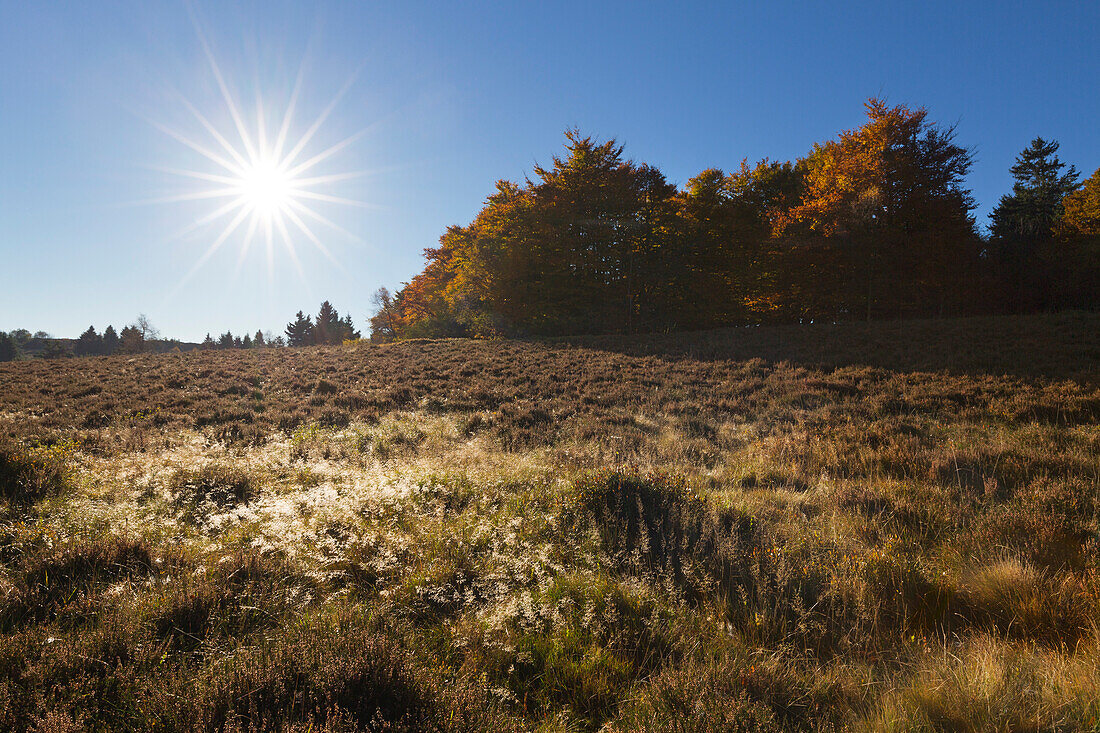 Hochheide, heathland near Niedersfeld, Rothaarsteig hiking trail, Rothaar mountains, Sauerland, North Rhine-Westphalia, Germany