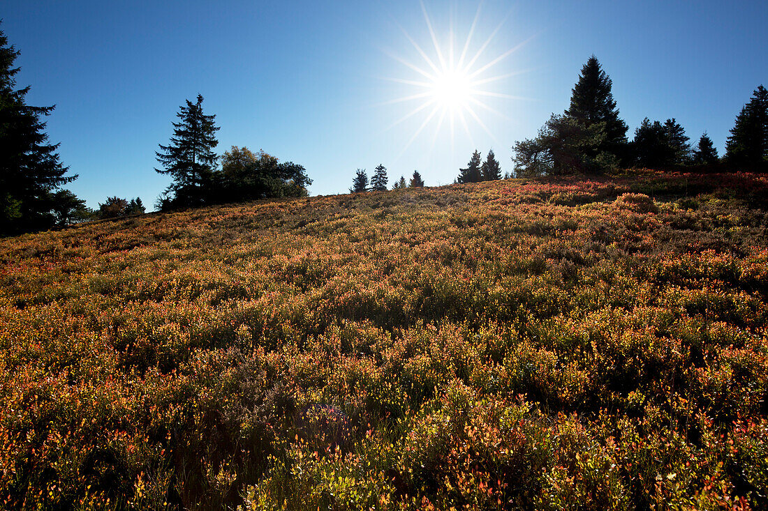 Hochheide, heathland near Niedersfeld, Rothaarsteig hiking trail, Rothaar mountains, Sauerland, North Rhine-Westphalia, Germany