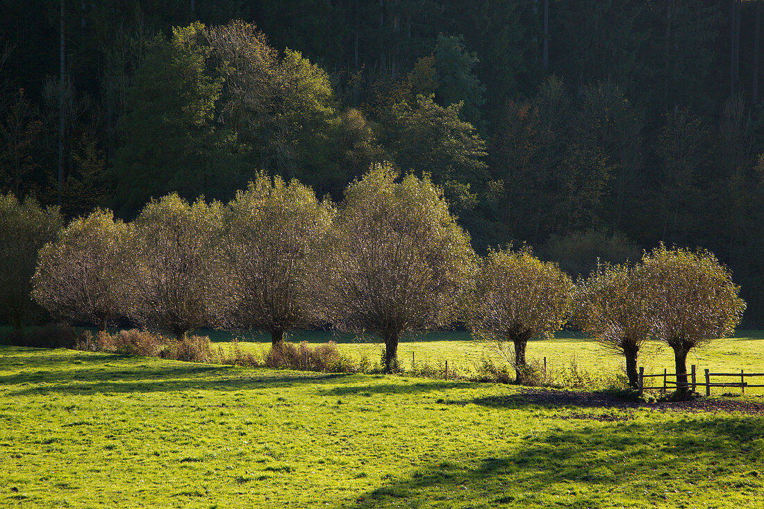 Willows, near Schmallenberg, Rothaar mountains, Sauerland, North Rhine-Westphalia, Germany