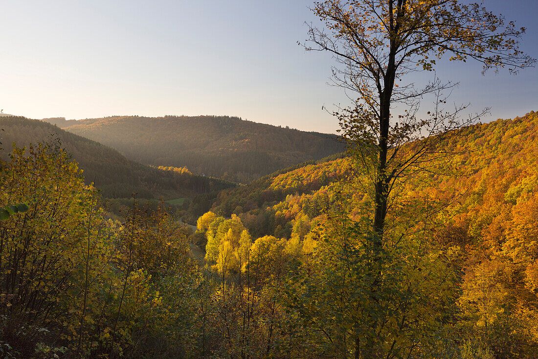 Forest in autumn, near Lennestadt, Rothaarsteig hiking trail, Rothaar mountains, Sauerland, North Rhine-Westphalia, Germany