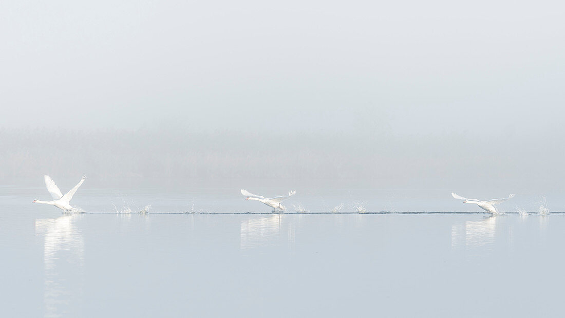 White swans on the lake in the mist, swan, flying swans, pond landscape at dawn, Linum, Linumer Bruch, Brandenburg, Germany