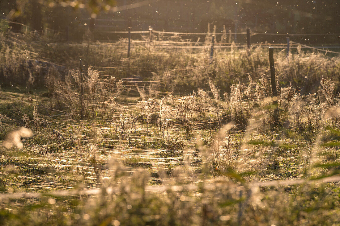 Altweibersommer, Spinnenweben im Gegenlicht, Sonnenuntergang, Herbstwiese mit Spinnennetzen, Wildwiese, Linum, Linumer Bruch, Brandenburg, Deutschland