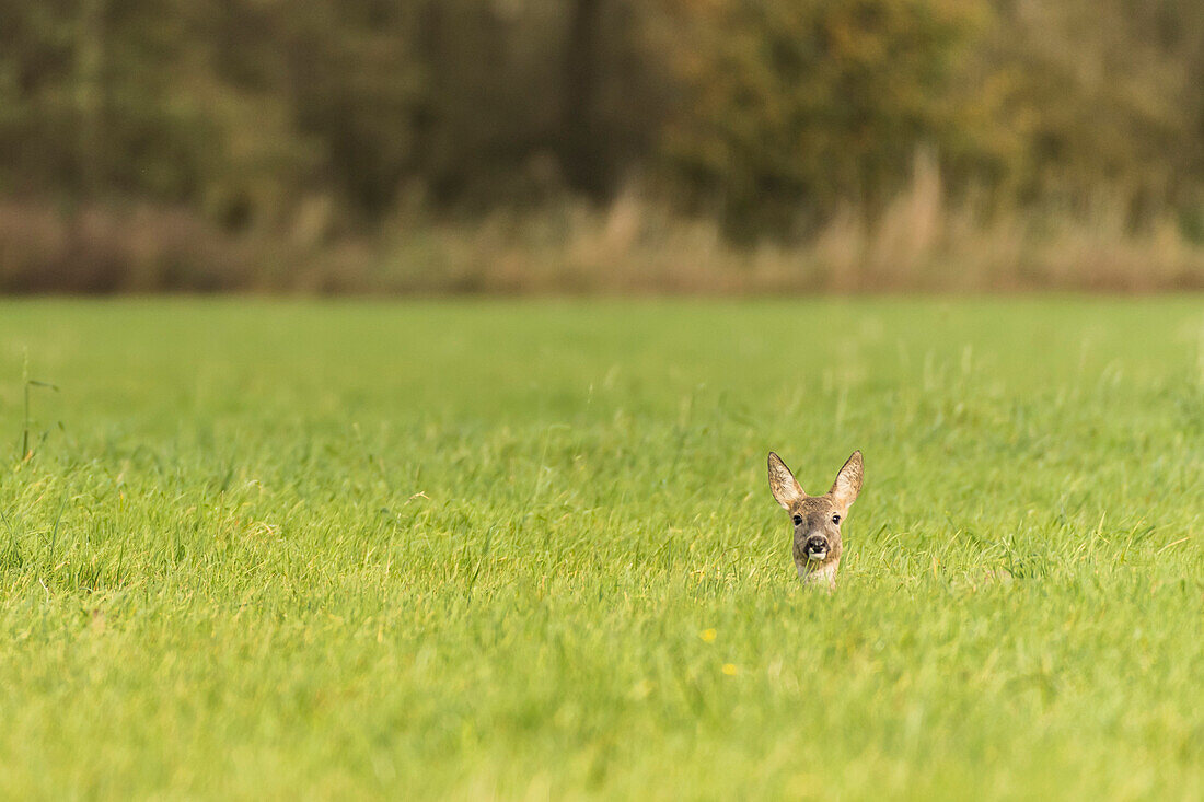 Deer, Fawn, Camouflage, Wild, Deer, Watching, Hiding, Arable, Linum, Linumer Bruch, Brandenburg, Germany