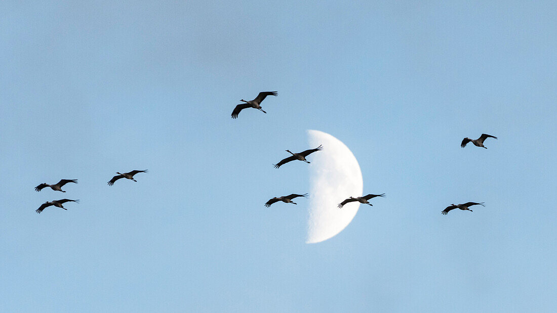 Fliegende Kraniche vor dem Mond, Sonnenuntergang, Kranichfamilie, Vögel des Glücks, Vogelzug, Flugstudie, Vogel-Silhouetten, Vogelbeobachtung, Kranichbeobachtung, Linum, Linumer Bruch, Brandenburg, Deutschland