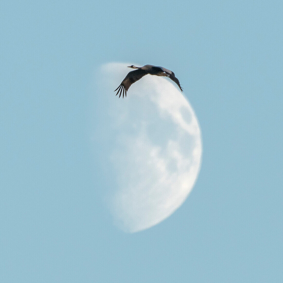 Fliegende Kraniche Vor Dem Mond Bild Kaufen Lookphotos