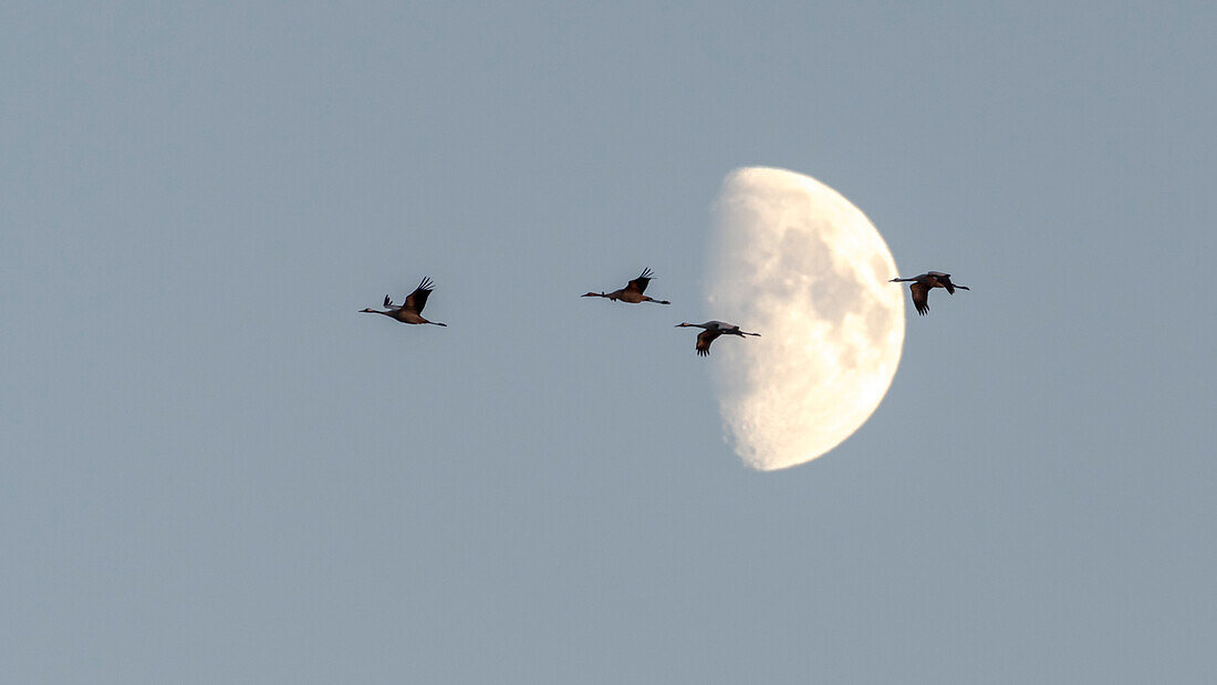 Flying cranes in front of the moon, sunset, crane family, birds of luck, birds, flight study, bird silhouettes, bird watching, crane watching, Linum, Linumer Bruch, Brandenburg, Germany