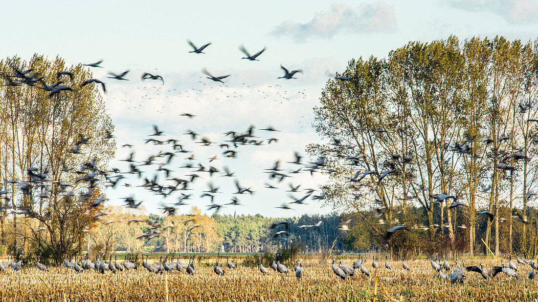 Cranes, Crane Long exposure, Birds of Luck, Birds, Bird migration, Flying cranes, Autumn, Arable land, Corn field, Crane family, Rest area, Feeding place, Linum, Linumer Bruch, Brandenburg, Germany