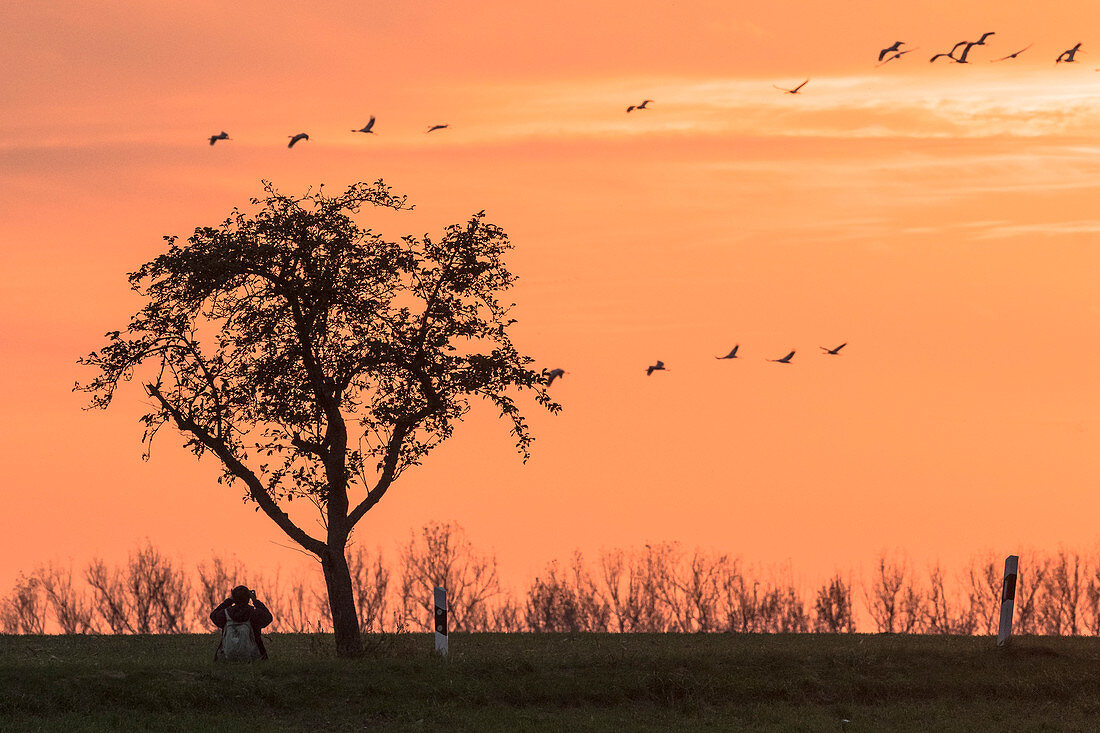 Birdwatching, tourists, migratory birds observation, gray geese and cranes, bird watching at sunset, mass start, autumn, Linum, Linumer Bruch, Brandenburg, Germany