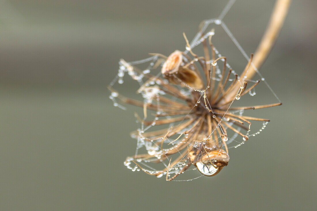 Wassertropfen und Morgentau am Riesenbeerenklau, Wasserspiegelung, Spinnenweben mit Raureif, Linum, Linumer Bruch, Brandenburg, Deutschland