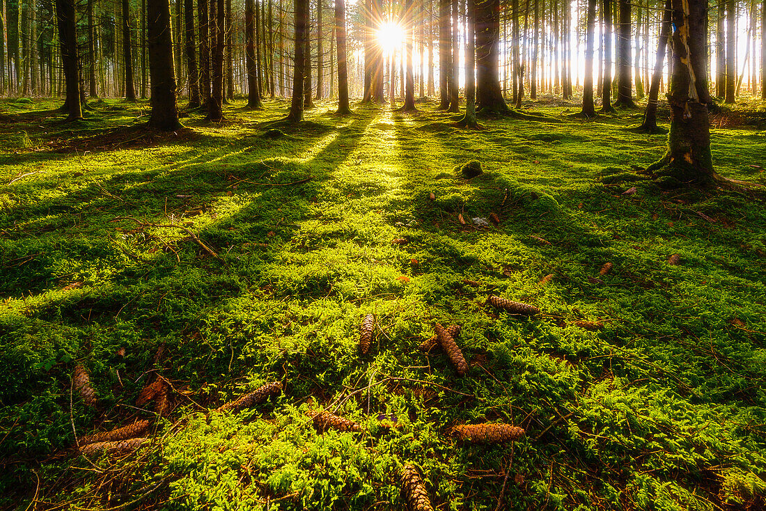 Früh am Morgen im Wald in Bayern, Deutschland