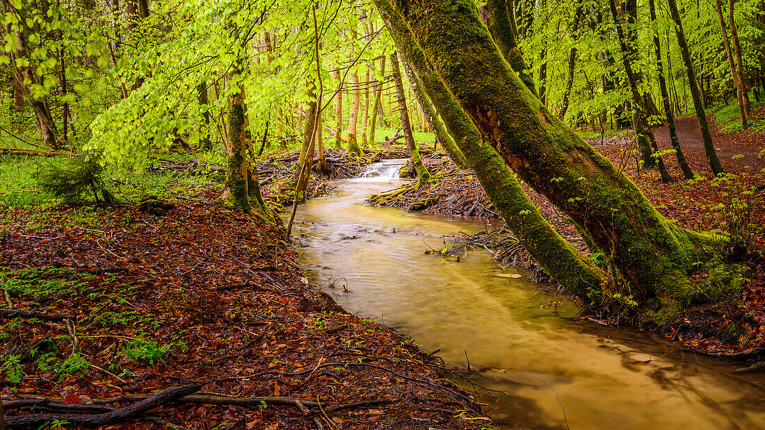 trail at the creek, Seefeld, Bavaria, Germany