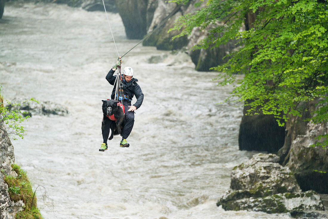 Rescue dog and mountaineer on a flying fox, river Salzach, Austria