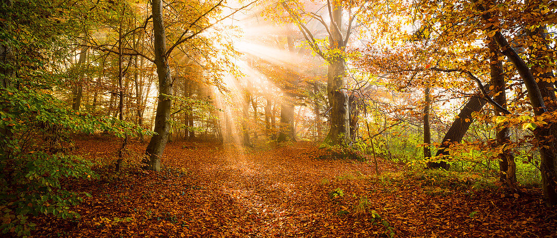 Sonnenstrahlen durchbrechen den Nebel im farbenfrohen Herbstwald bei Herrsching, Bayern, Deutschland