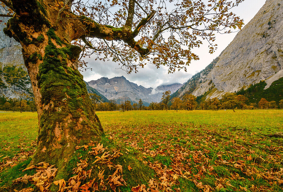 Herbstblätter am großen Ahornboden, Tirol, Österreich