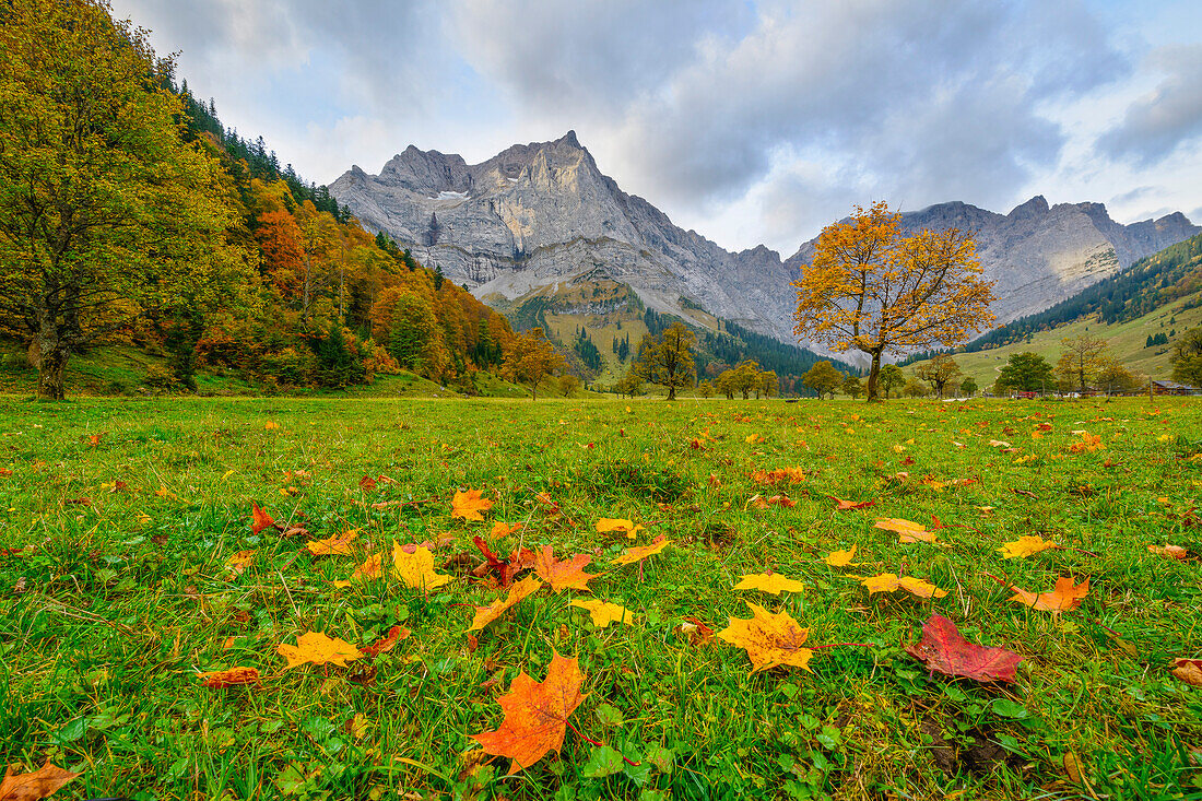 Bunte Ahornblätter in Herbstfärbung im Ahornboden, Tirol, Österreich