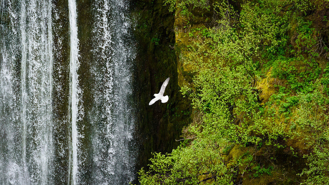 Eine Möwe vor einem Wasserfall im Hochland von Island